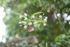 Wrightia tinctoria subsp. rothii